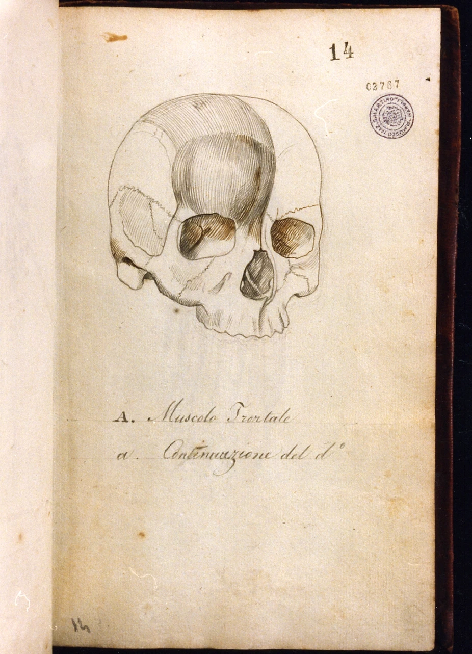 Studio anatomico - Certosa di san Martino, Napoli